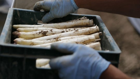 bio spargel pesitizide ausbeutung bio spargel pesitizide ausbeutung