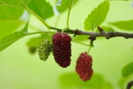 in-ihrer-form-aehneln-die-maulbeeren-den-brombeeren-cc0-pixabay-janaprusova-190925_download In ihrer Form ähneln die Maulbeeren den Brombeeren.