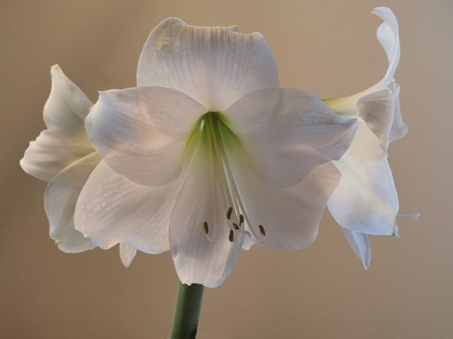 amaryllis-kann-zeitweise-auf-der-fensterbank-gedei-cc0-pixabay-alexandra_koch-230219_download Amaryllis kann zeitweise auf der Fensterbank gedeihen. Das muss jedoch mit ihrem Blütezyklus abgestimmt werden.