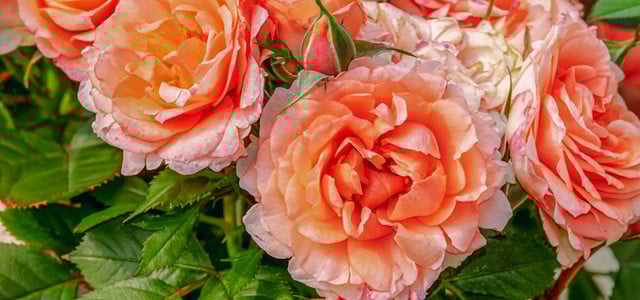 Rosen gießen