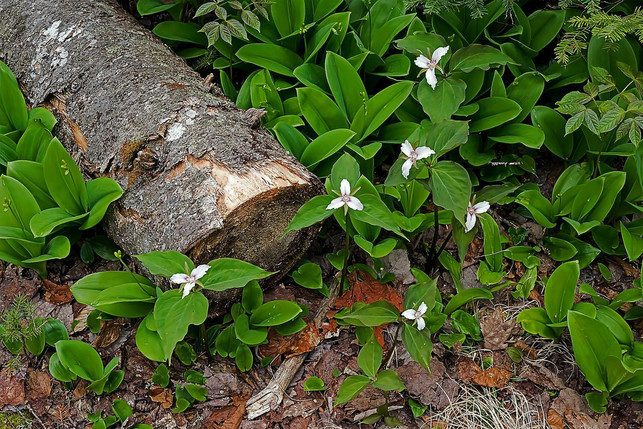 die-waldlilie-mag-schattige-bis-halbschattige-stan-cc0-pixabay-canadian-nature-visions-220825_download Die Waldlilie mag schattige bis halbschattige Standorte.