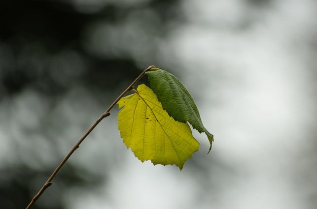 ein-trockener-frostfreier-und-bedeckter-tag-im-he-cc0-pixabay-creisi-191213_download Ein trockener, frostfreier und bedeckter Tag im Herbst ist der ideale Zeitpunkt, um die Haselnuss zu schneiden.