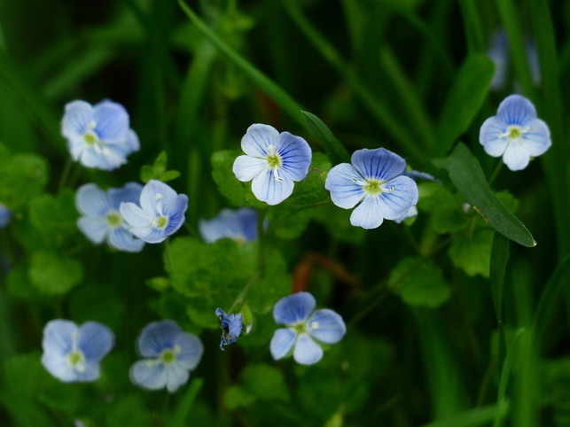 Eye frost is a medicinal plant that is often used as a home remedy for conjunctivitis.