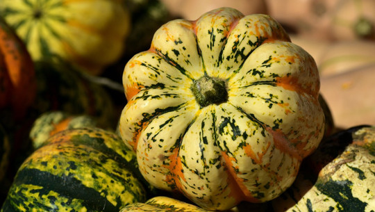 mikrowellenkuerbis-cc0-pixabay-ulleo-221102 mikrowellenkürbis