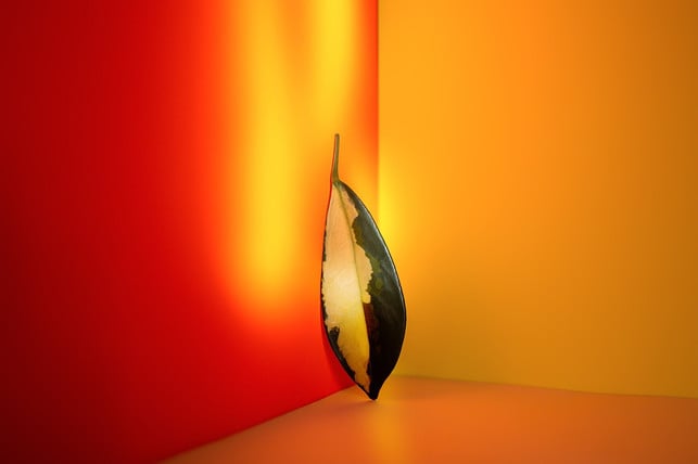 sogar-aus-einzelnen-blaettern-kann-eine-neue-scheff-cc0-pixabay-fotoblend-210825_download Sogar aus einzelnen Blättern kann eine neue Schefflera heranwachsen.