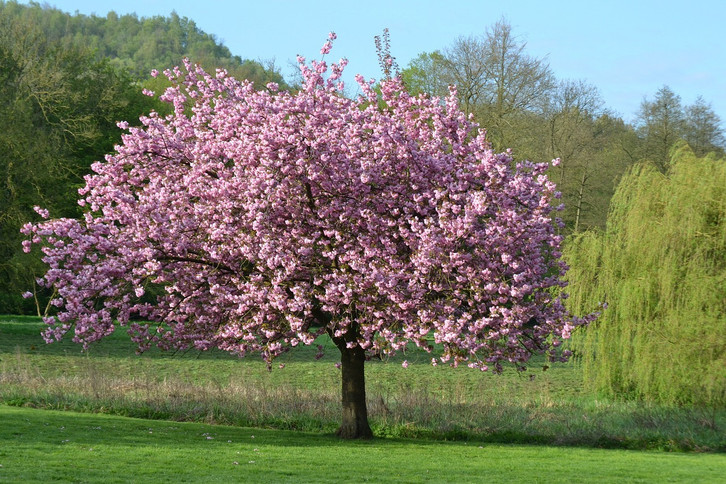 Magnolie schneiden: Darauf kommt es an - Utopia.de