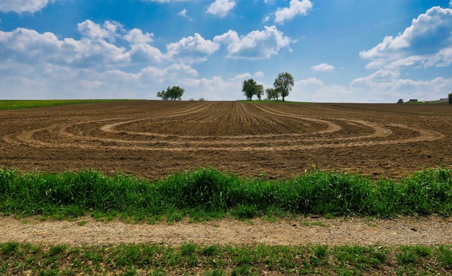 das-franzosenkraut-waechst-zum-beispiel-auf-ackerfl-cc0--pixabay--hhach-250527_download Das Franzosenkraut wächst zum Beispiel auf Ackerflächen.