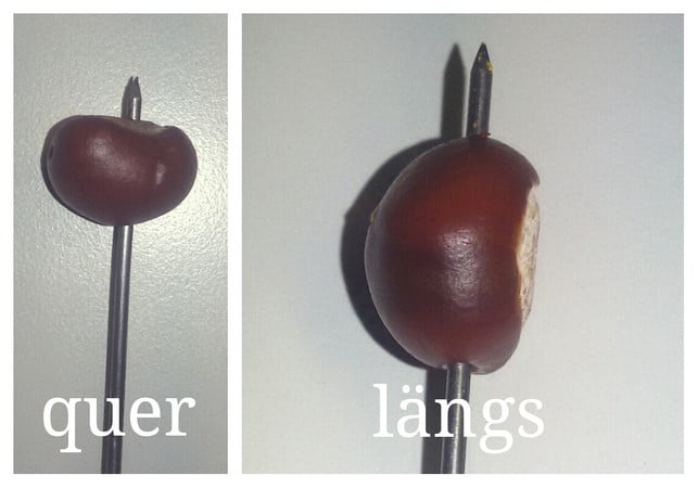 das-durchstechen-der-kastanien-quer-und-laengs-melanie-von-daake-utopia-170909_download Das Durchstechen der Kastanien - quer und längs