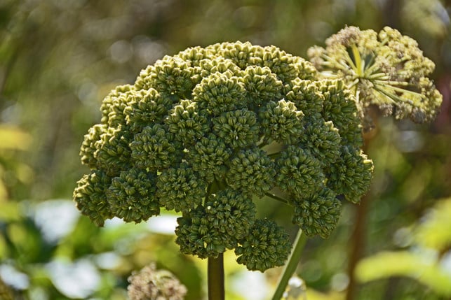Angelwurz-Kannst-Du-Selbst-Kamm-CC0- Pixabay-Anncapictures-2250618_Download You can also collect angelica yourself.