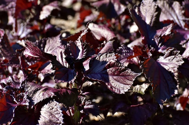 die-farbenfrohen-blaetter-des-shiso-krauts-schmecke-cc0-pixabay-alexas_fotos-210226_download Die farbenfrohen Blätter des Shiso-Krauts schmecken nicht nur gut, sie sind auch ein echter Blickfang im Garten.