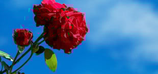 Rosen Duft