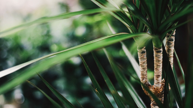 yucca-palme-umtopfen-colourboxanne-ms-220610 yucca-palme umtopfen