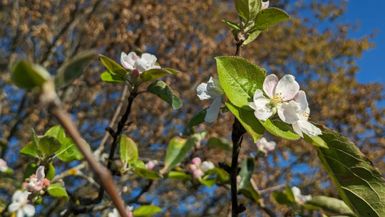 apfelbaum-blueht-im-herbst-bw-231010-1280x720 Blühende Apfelbäume im Herbst: Was hat es mit dem Phänomen auf sich?