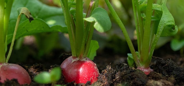 Gemüsegarten im September: Was jetzt noch ins Beet darf