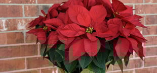 weihnachtsstern pflegen