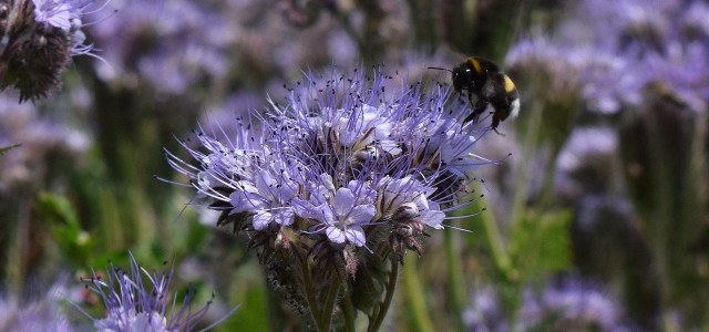 Phacelia