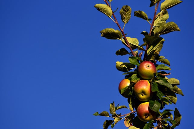 als-zwergsorte-oder-saeulenobst-wachsen-apfelbaeume-cc0-pixabay-ulleo-250314_download Als Zwergsorte oder Säulenobst wachsen Apfelbäume gut im Kübel.