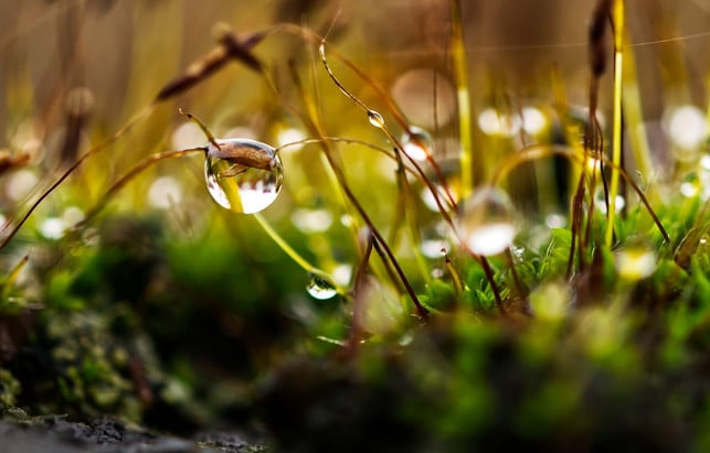 der-alkohol-der-bierfalle-schadet-auch-dem-rest-de-cc0-pixabay-uwe367-240827_download Der Alkohol der Bierfalle schadet auch dem Rest deines Gartens.