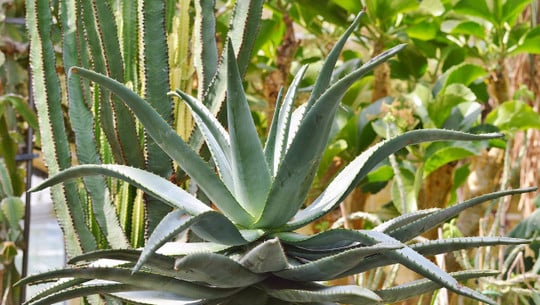 agave-cc0-pixabay-capri23auto-210114-1 Agave