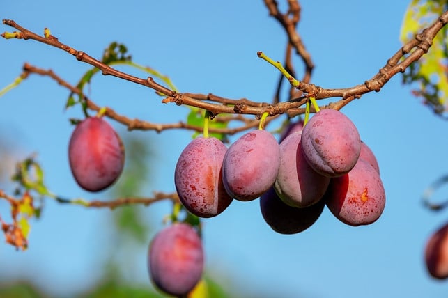 fruechte-enthalten-viele-vitamine-und-antioxidantie-cc0-pixabay-couleur-180807_download Früchte enthalten viele Vitamine und Antioxidantien.
