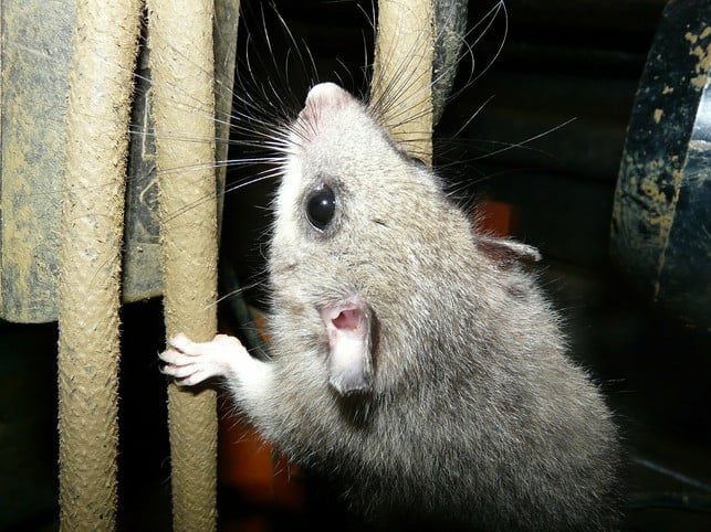 siebenschlaefer-musst-du-nicht-vertreiben-wenn-du-cc0-pixabay-hans-210514_download Siebenschläfer musst du nicht vertreiben, wenn du einem Einnisten vorbeugst.