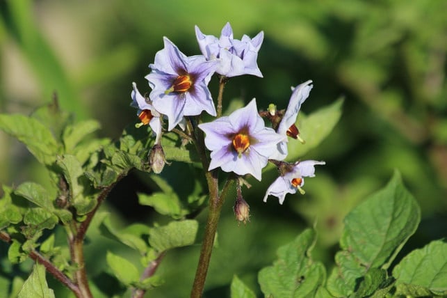 auch-die-blueten-von-blauen-kartoffeln-sind-blaeulic-cc0-pixabay-zoosnow-191223_download Auch die Blüten von blauen Kartoffeln sind bläulich.