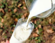 Ziegenmilch Glas Milch