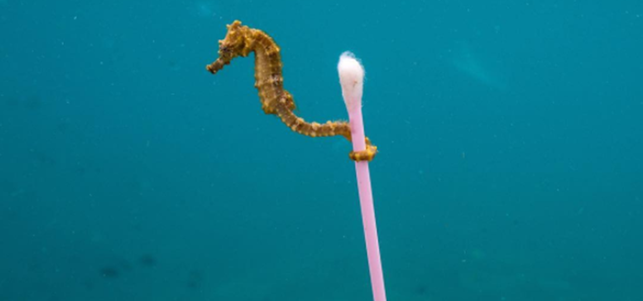 finalist-bei-wildlife-photographer-of-the-year-20-screenshot-instagram-justinhofman-171026_download Finalist bei "Wildlife Photographer of the Year 2017"