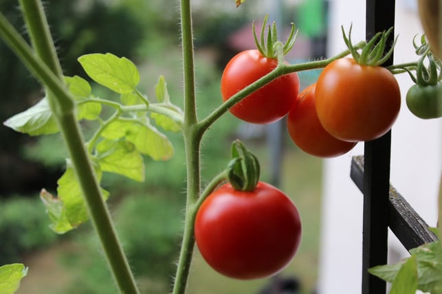besonders-auf-dem-suedbalkon-gedeihen-tomaten-cc0-pixabay-heibergerwork-230425_download Besonders auf dem Südbalkon gedeihen Tomaten.