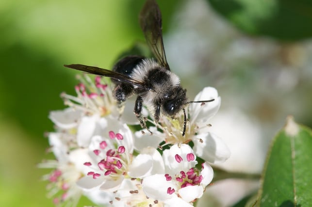 einige-bienenarten-wie-die-fruehlings-pelzbiene-fli-cc0-pixabay-fachlektorat-201002_download Einige Bienenarten wie die Frühlings-Pelzbiene fliegen bevorzugt Lippenblütlergewächse an.