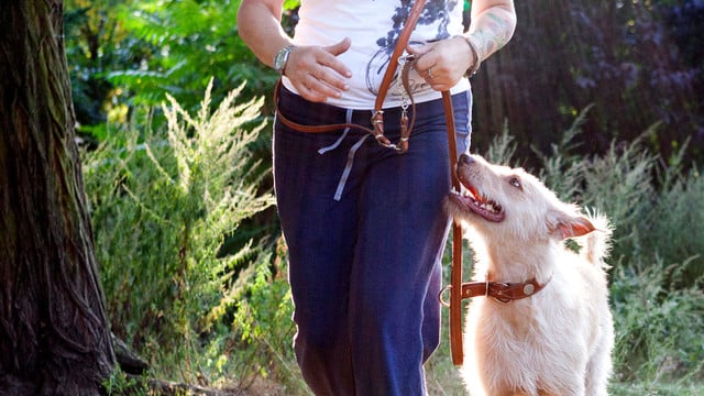 hunde-leine-wildtiere-dpa Besser anleinen: Junge Wildtiere vor Hunden schützen