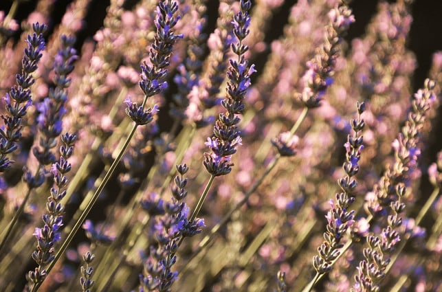 melissenoel-gibt-es-oft-mit-lavendel-gemischt-cc0-pixabay-sztrapacska74-210221_download Melissenöl gibt es oft mit Lavendel gemischt.