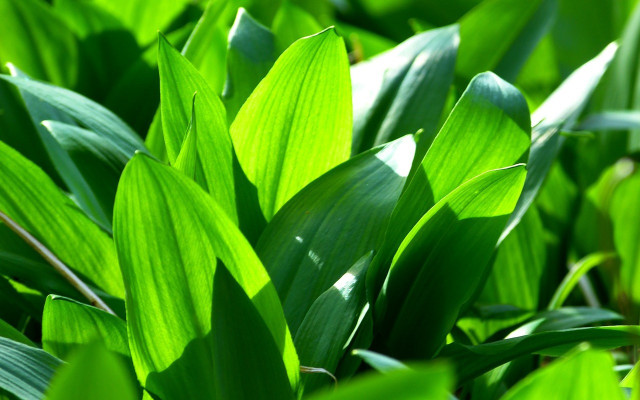 Bärlauch Wald Wildgemüse Bärlauch Wald Wildgemüse