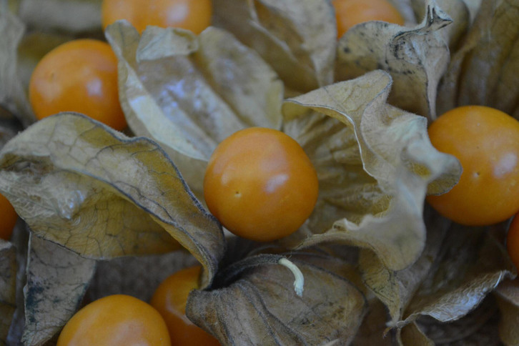 Physalis anpflanzen und pflegen: So wchst die leckere Frucht auch bei dir  - Utopia.de