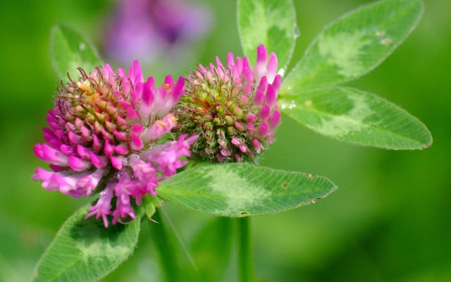 bienenweide-pflanzen-klee-pb-cc0-180412-1280x800 Bienenweide: Klee