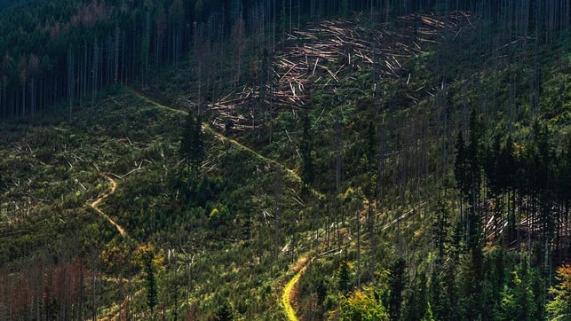 baeume-pflanzen-wald-rodung-us-cc0-1280x720 Bäume pflanzen, Wald, Rodung