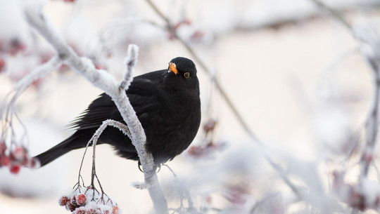 amseln-fuettern-cc0-pixabay-penjak-250209 amseln füttern