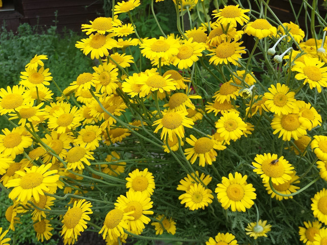 bei-bienen-ist-die-faerberkamille-sehr-beliebt-cc0-pixabay-trachtpflanzen24-201102_download Bei Bienen ist die Färberkamille sehr beliebt.