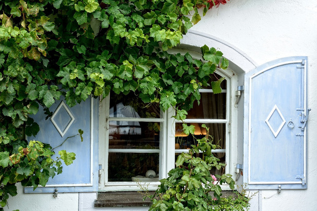 wilder-wein-ziert-nicht-nur-spaliere-und-hauswaende-cc0pixabayantranias-170731_download Wilder Wein ziert nicht nur Spaliere und Hauswände, sondern versorgt auch Bienen mit Nektar und Pollen.