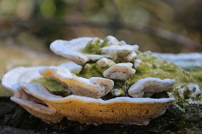 in-der-unglaublichen-komplexitaet-der-erde-beeinflu-cc0-pixabay-furbymama-240603_download In der unglaublichen Komplexität der Erde beeinflussen sich alle planetaren Grenzen gegenseitig.