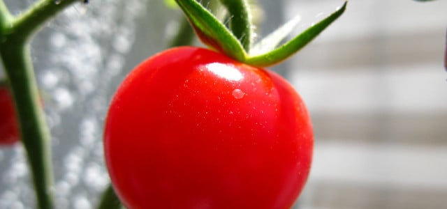 Der Agrad-Konzern Syngenta hat nun das Patant auf eine Tomatensorte.