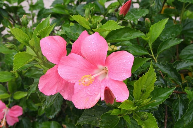 hibiskus-kannst-du-auch-vermehren-indem-du-die-st-cc0-pixabay-auntmasako-210715_download Hibiskus kannst du auch vermehren, indem du die Stecklinge direkt in Erde pflanzt.