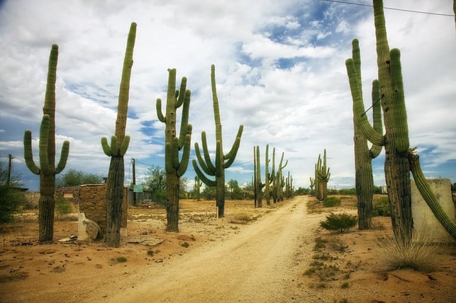 saguaro-kakteen-cc0-pixabay-12019-190304_download Saguaro-Kakteen