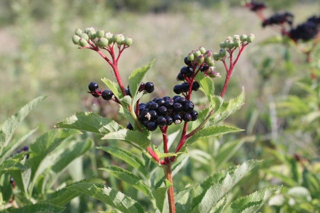 Be careful, this is poisonous dwarf elderberry!