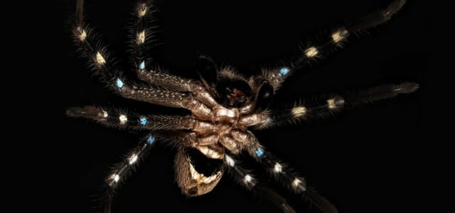 Eine Huntsman-Spinne (Riesenkrabbenspinne), die sich wie ein Krieger tarnt und zur Gattung Neosparassus gehört.