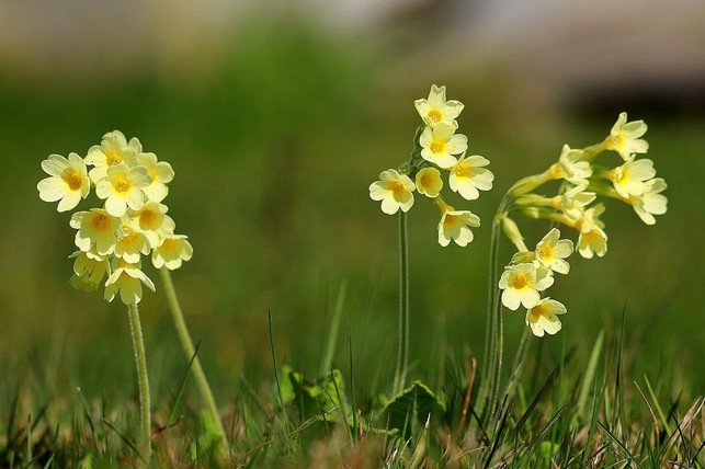 2016-wurde-die-schluesselblume-zur-blume-des-jahres-cc0-pixabay-wfranz-210308_download 2016 wurde die Schlüsselblume zur Blume des Jahres gekürt.