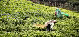 ilo kernarbeitsnormen