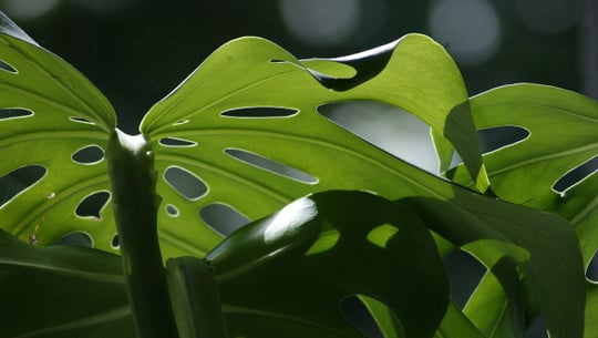 monstera-umtopfen-cc0-pixabay-egle_pe-220609 monstera umtopfen