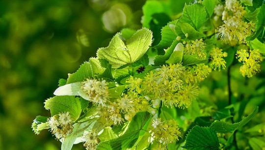 lindenbluetentee-lindenblueten-cc0-pixabay-schwoaze-180724 Lindenblütentee Lindenblüten