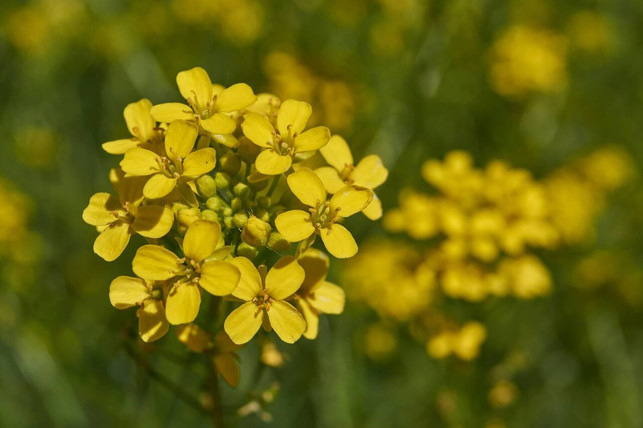 barbarakraut-eignet-sich-nicht-nur-als-dekoration-stockadobecomandrei-240206_download Barbarakraut eignet sich nicht nur als Dekoration, sondern auch als Küchenkraut.